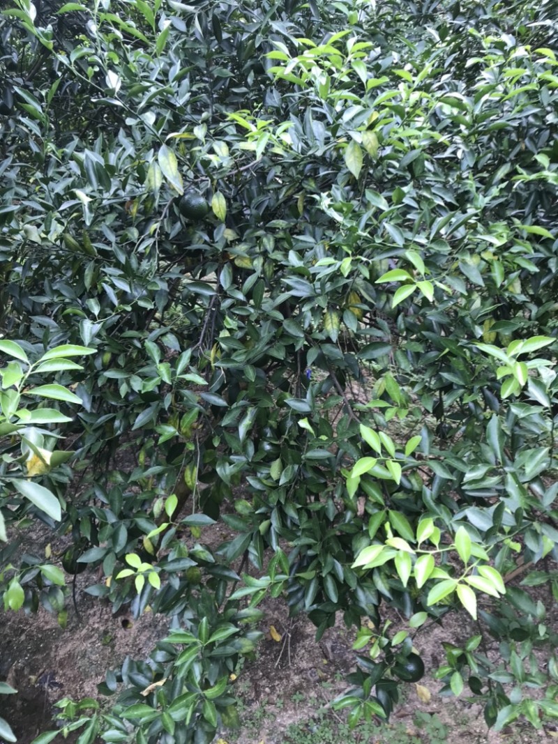 新会小青柑果园新鲜现摘柑普茶多规格5.0-5.5-60