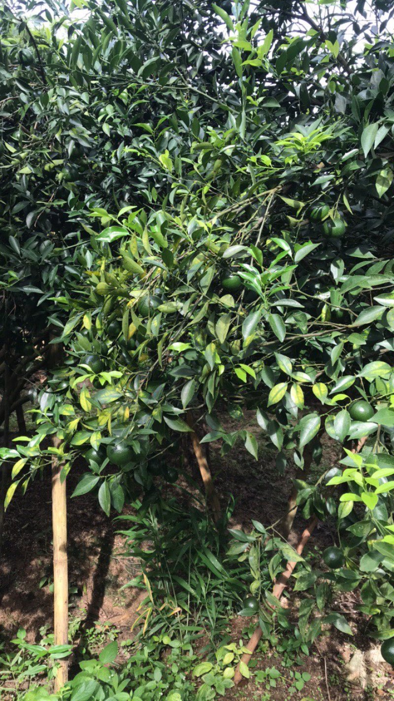 新会小青柑果园新鲜现摘柑普茶多规格5.0-5.5-60