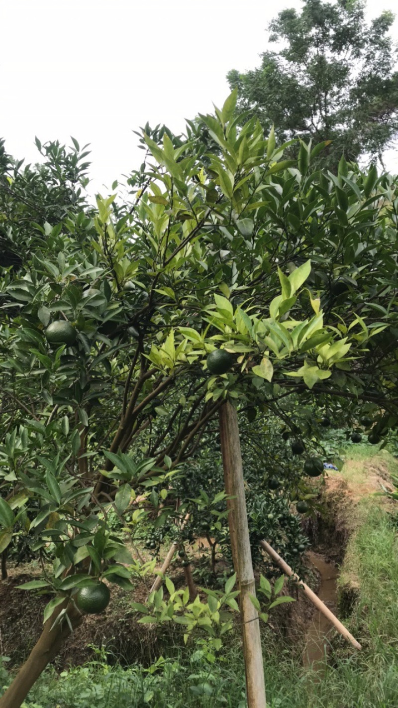 新会小青柑果园新鲜现摘柑普茶多规格5.0-5.5-60