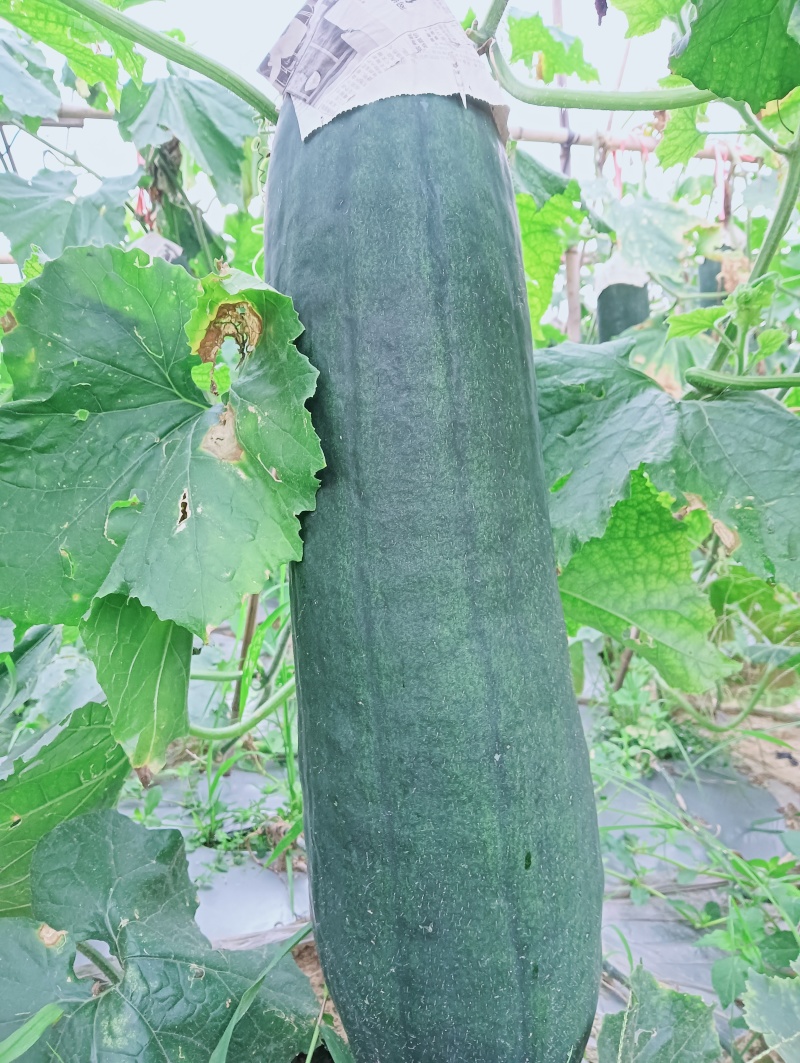 广西黑皮大冬瓜大量有货有销售的联系
