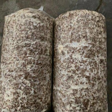 平菇菌棒超低价，售完为止