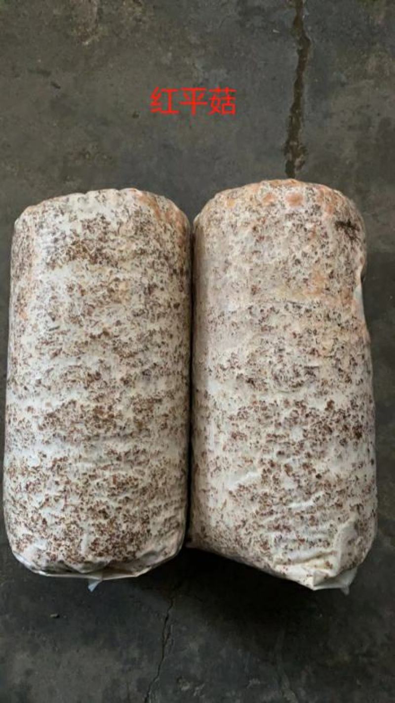 平菇菌棒超低价，售完为止