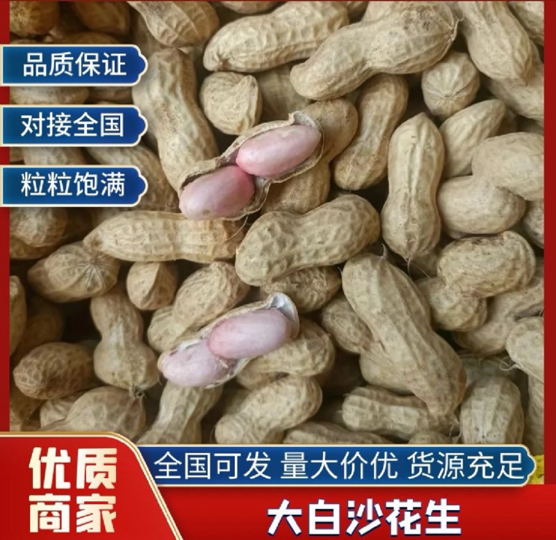 河南优质新花生，皮薄籽大，大白沙花生，供市场商超