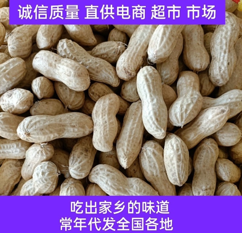 河南优质新花生，皮薄籽大，大白沙花生，供市场商超