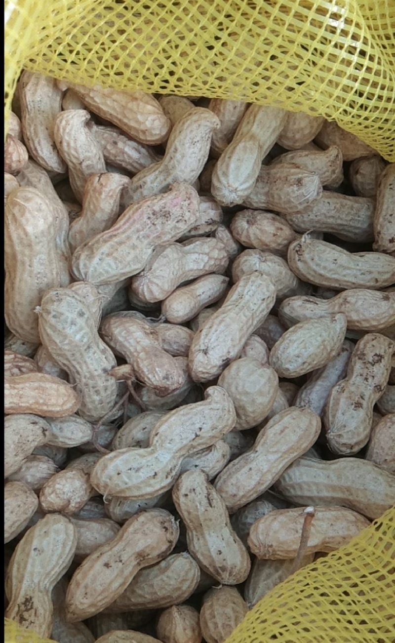 河南优质新花生，皮薄籽大，大白沙花生，供市场商超