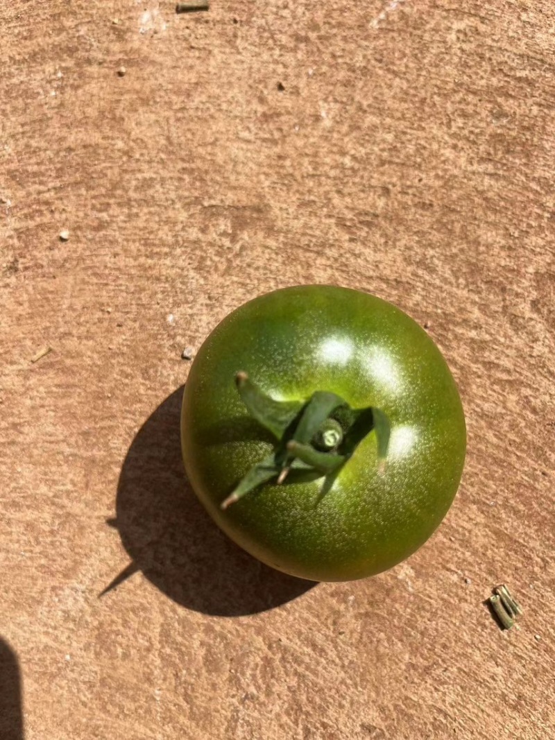 无土栽培种植草莓番茄