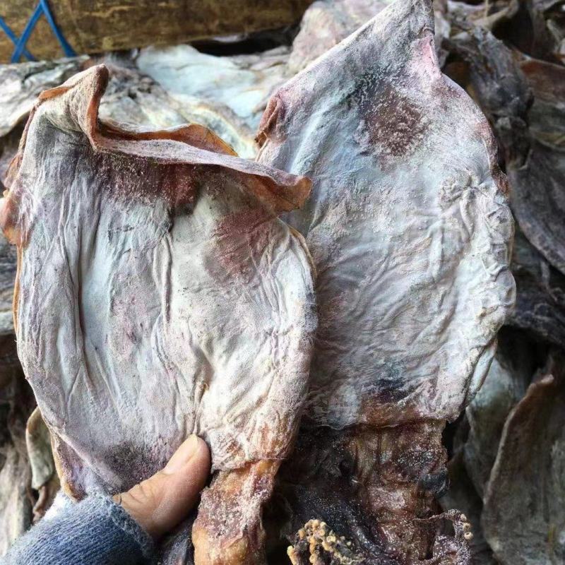 黑鱿鱼1号，水发烧烤都可用，货靓干度好，一手货源量大价优