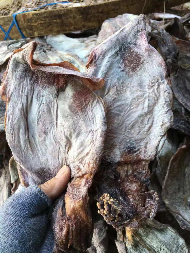 黑鱿鱼1号，水发烧烤都可用，货靓干度好，一手货源量大价优