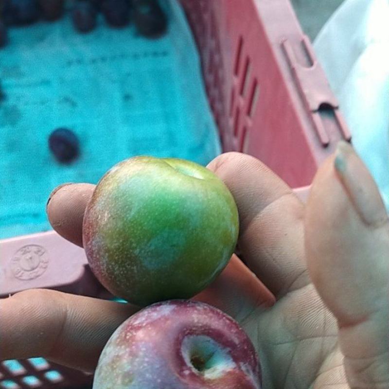 绥江半边红