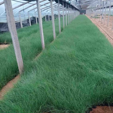 粉黛乱子草花海小杯粉黛乱子草苗基地直发提供技术指导
