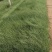 粉黛乱子草花海小杯粉黛乱子草苗基地直发提供技术指导