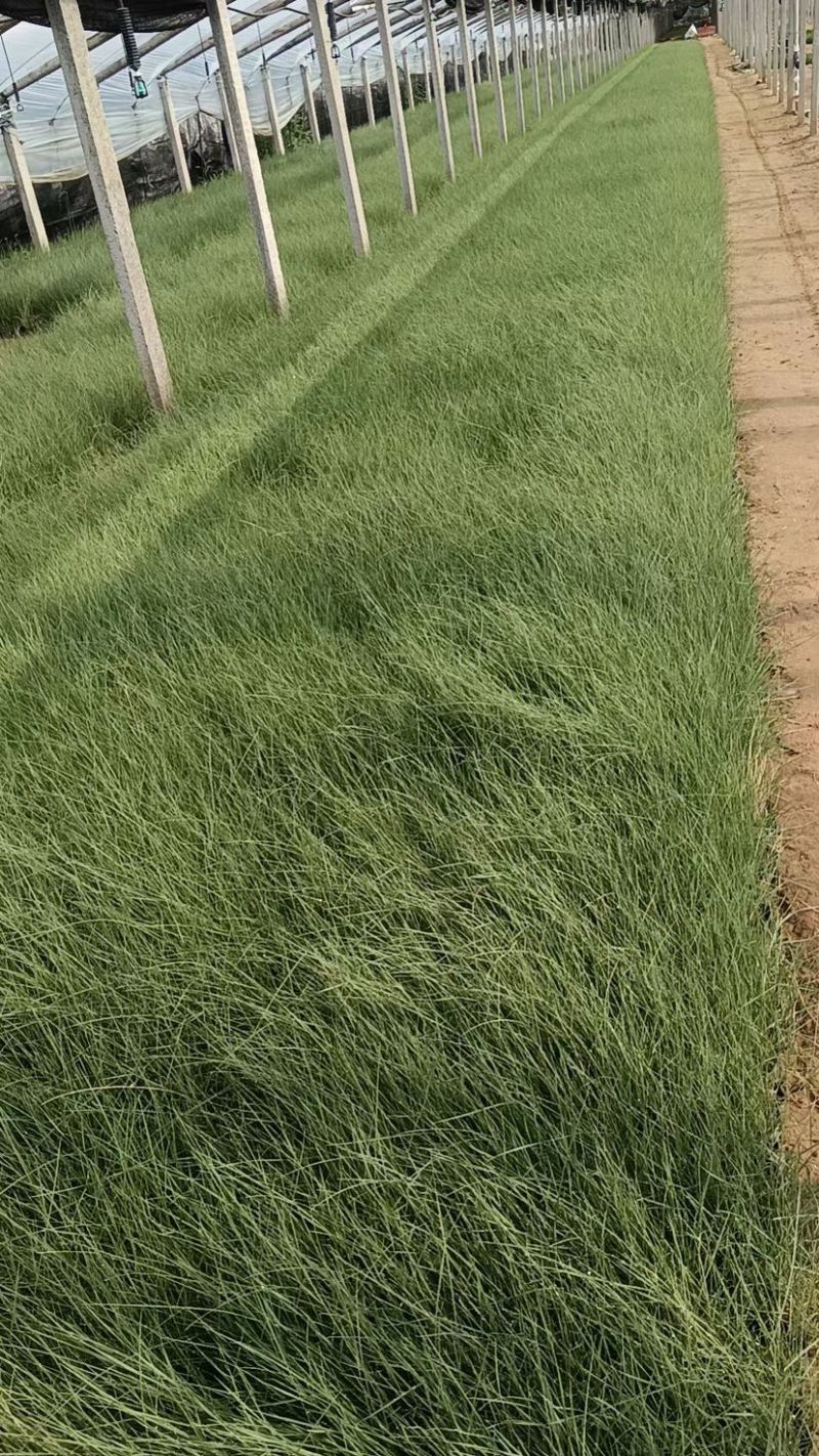 粉黛乱子草花海小杯粉黛乱子草苗基地直发提供技术指导