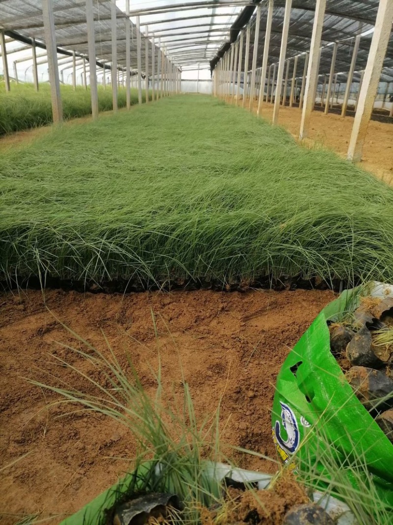 粉黛乱子草花海小杯粉黛乱子草苗基地直发提供技术指导