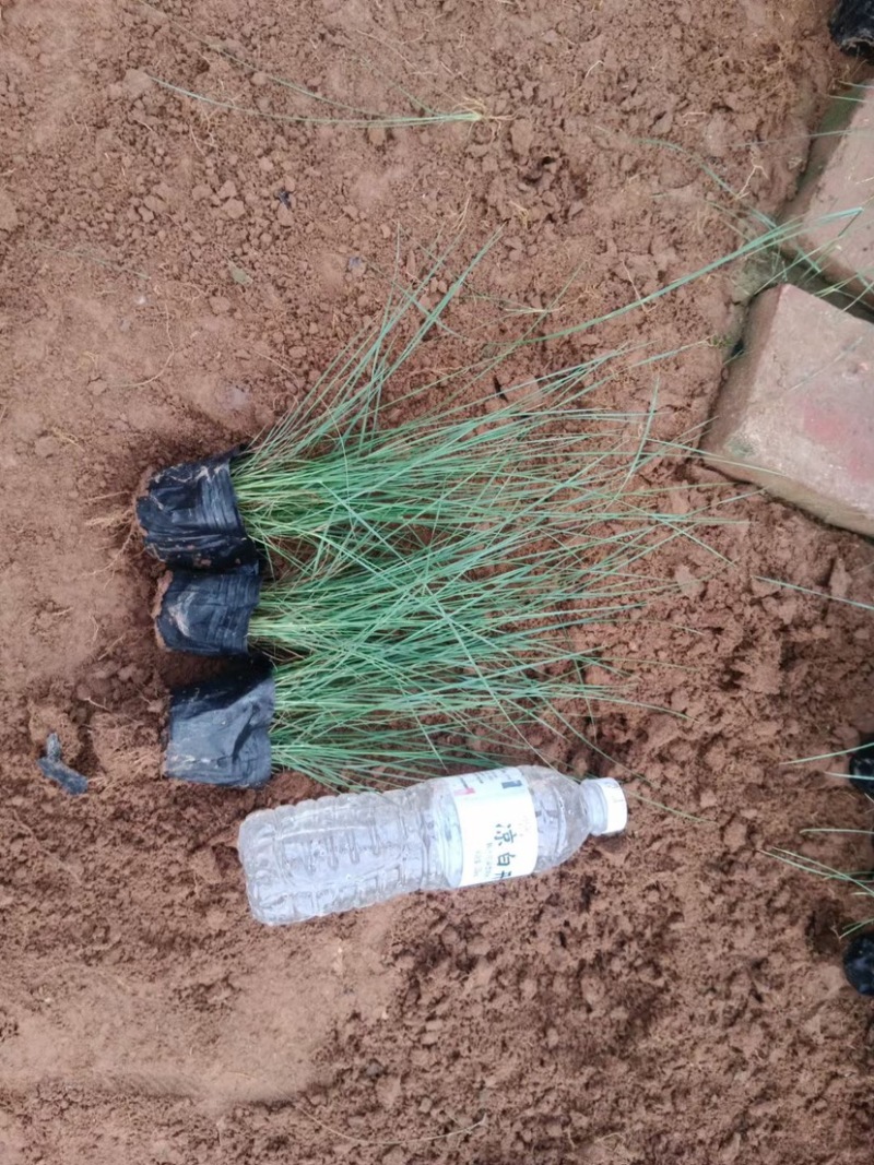 粉黛乱子草花海小杯粉黛乱子草苗基地直发提供技术指导