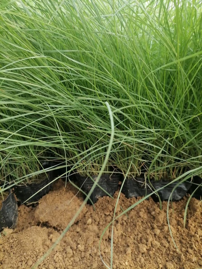 粉黛乱子草花海小杯粉黛乱子草苗基地直发提供技术指导