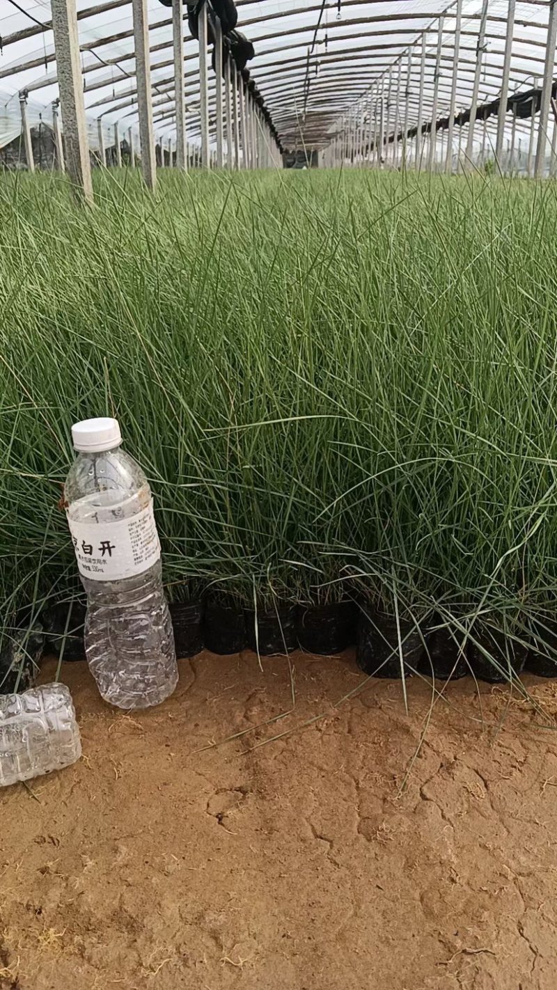 粉黛乱子草花海小杯粉黛乱子草苗基地直发提供技术指导