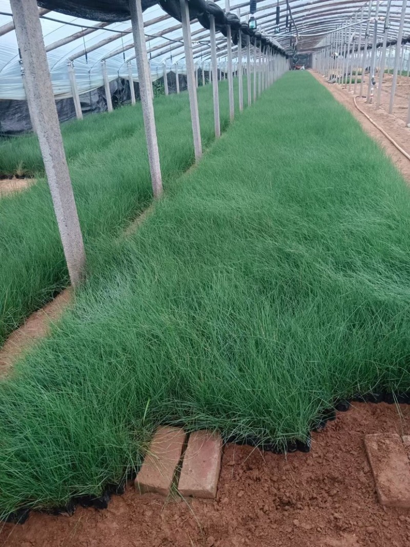 粉黛乱子草花海小杯粉黛乱子草苗基地直发提供技术指导