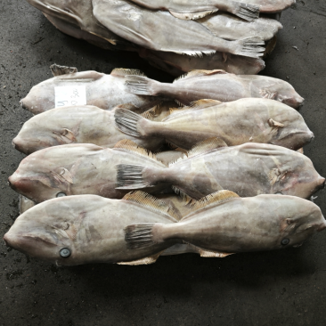 马面鱼200/300。白皮耗儿鱼剥皮鱼