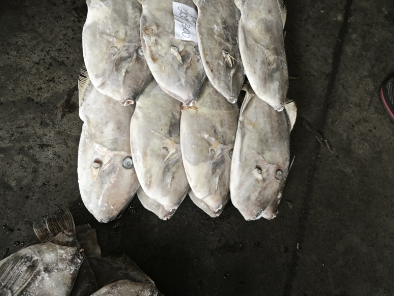 马面鱼200/300。白皮耗儿鱼剥皮鱼