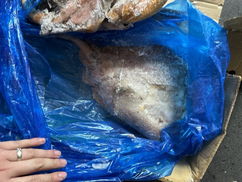 鳐鱼黄瑶大鳐鱼魔鬼鱼1500/3000规格