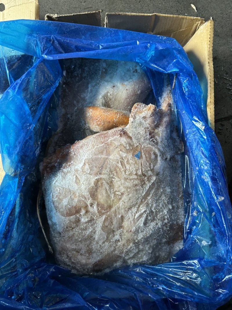 鳐鱼黄瑶大鳐鱼魔鬼鱼1500/3000规格