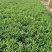 薰衣草杯苗多年生草本植物花海基地直供提供技术指导