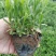 薰衣草杯苗多年生草本植物花海基地直供提供技术指导