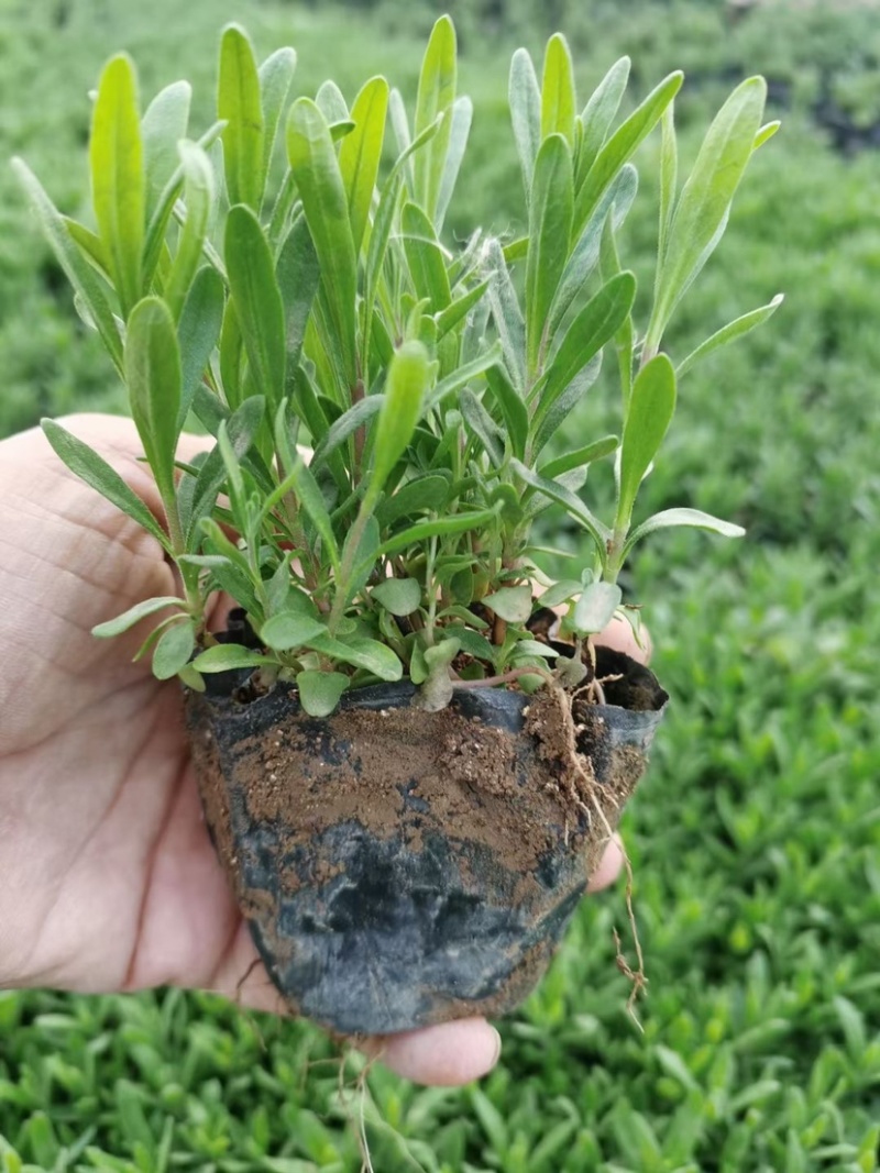 薰衣草杯苗多年生草本植物花海基地直供提供技术指导