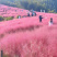 粉黛乱子草花海小杯粉黛乱子草苗基地直发提供技术指导