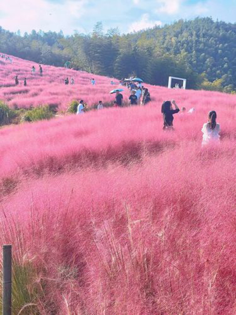 粉黛乱子草花海小杯粉黛乱子草苗基地直发提供技术指导
