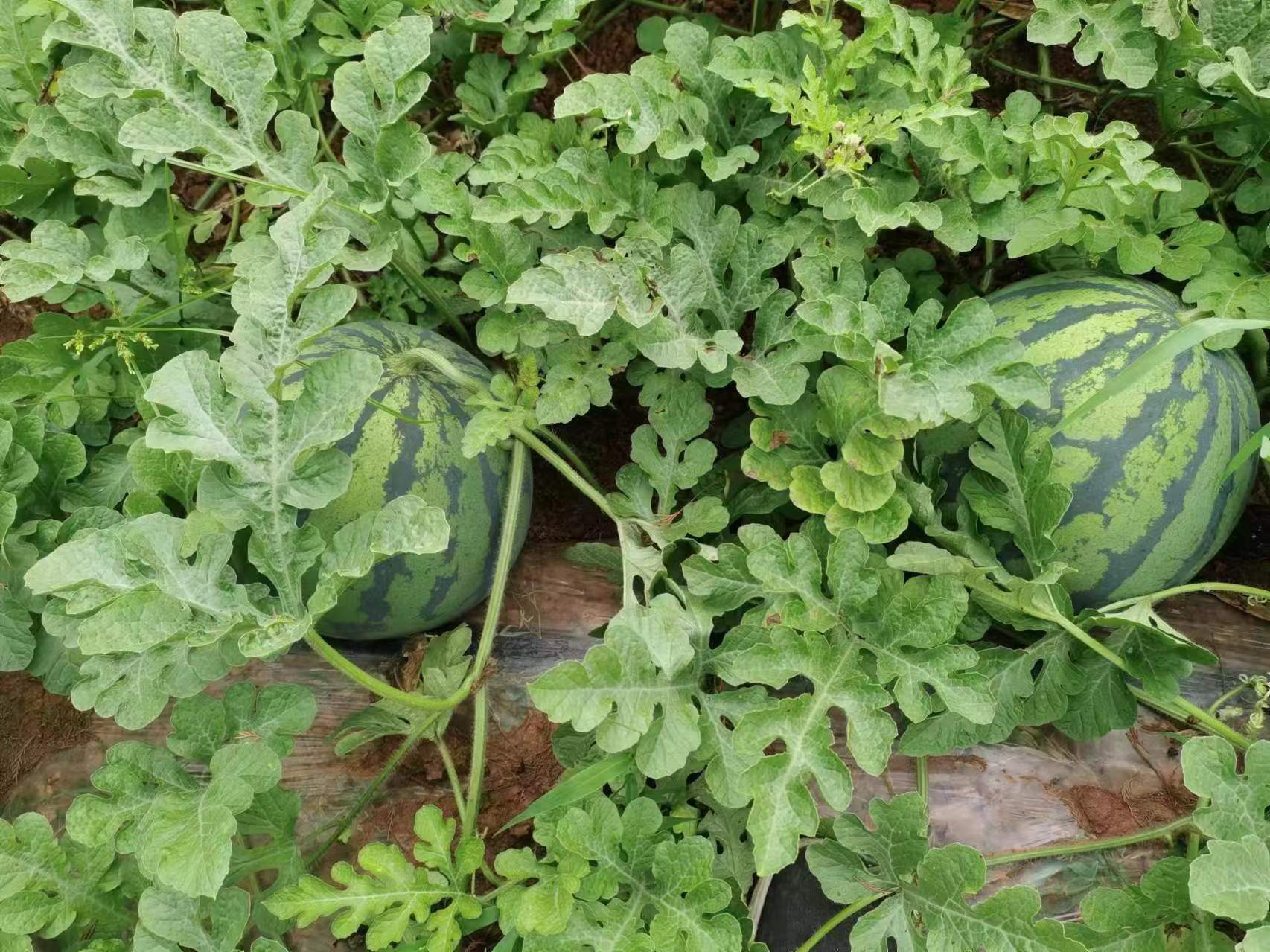 美都西瓜在田间成熟待采摘