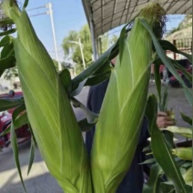 高原夏菜双色水果玉米