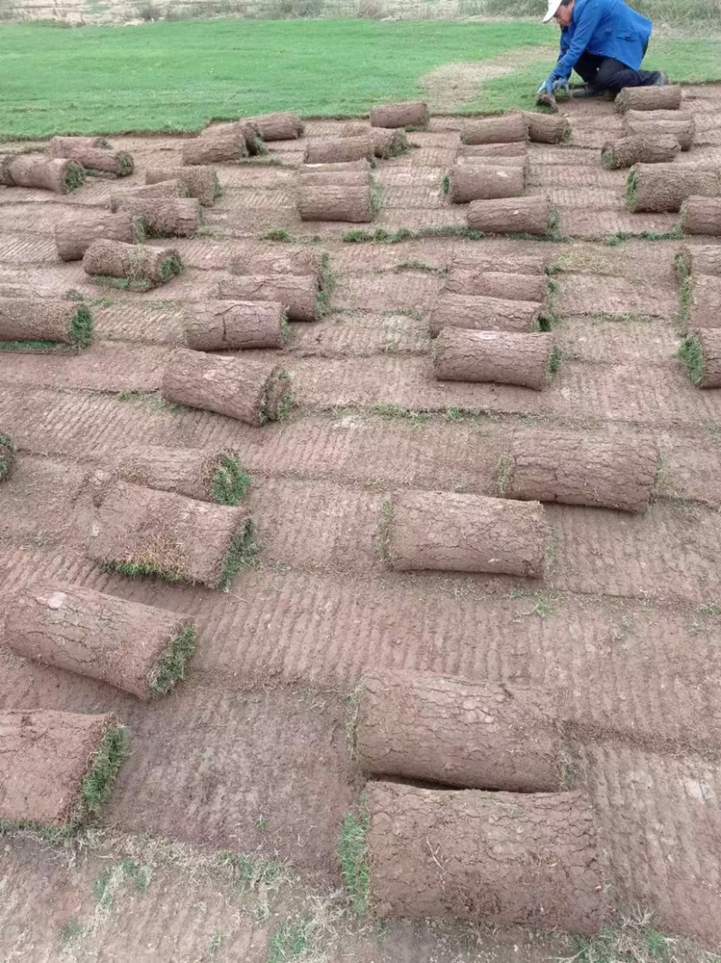 百慕大草坪草质量保证优质货源诚信经营立即联系