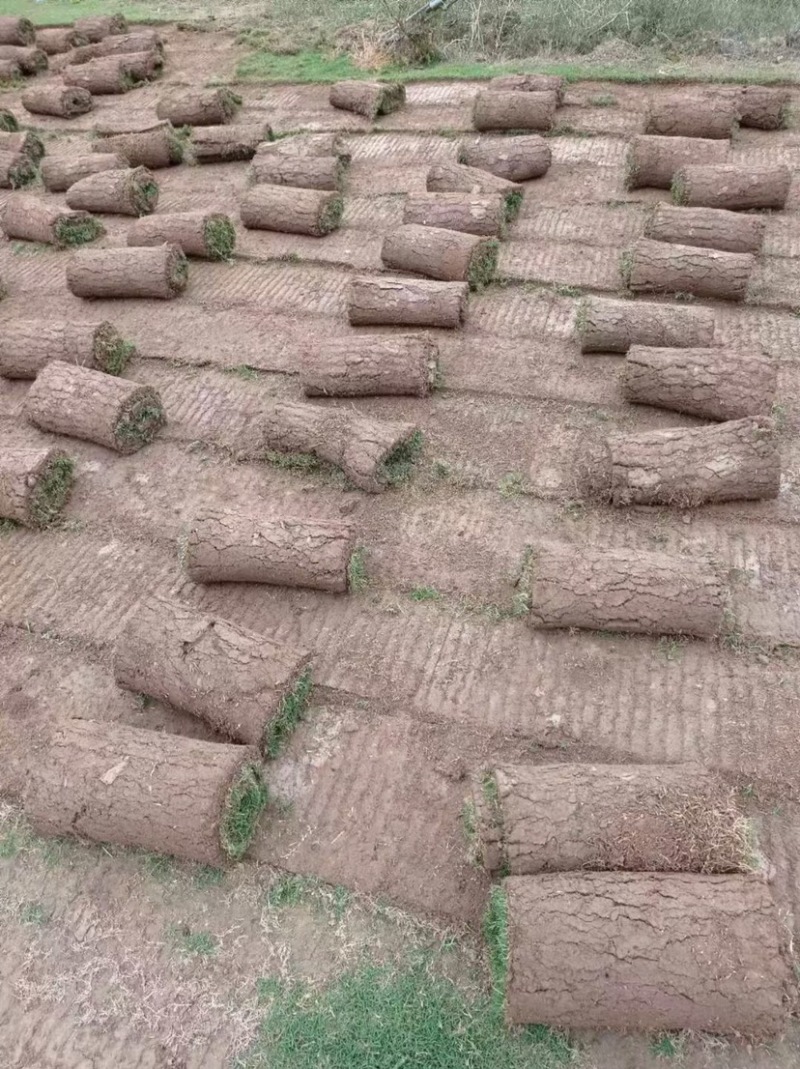 百慕大草坪草质量保证优质货源诚信经营立即联系