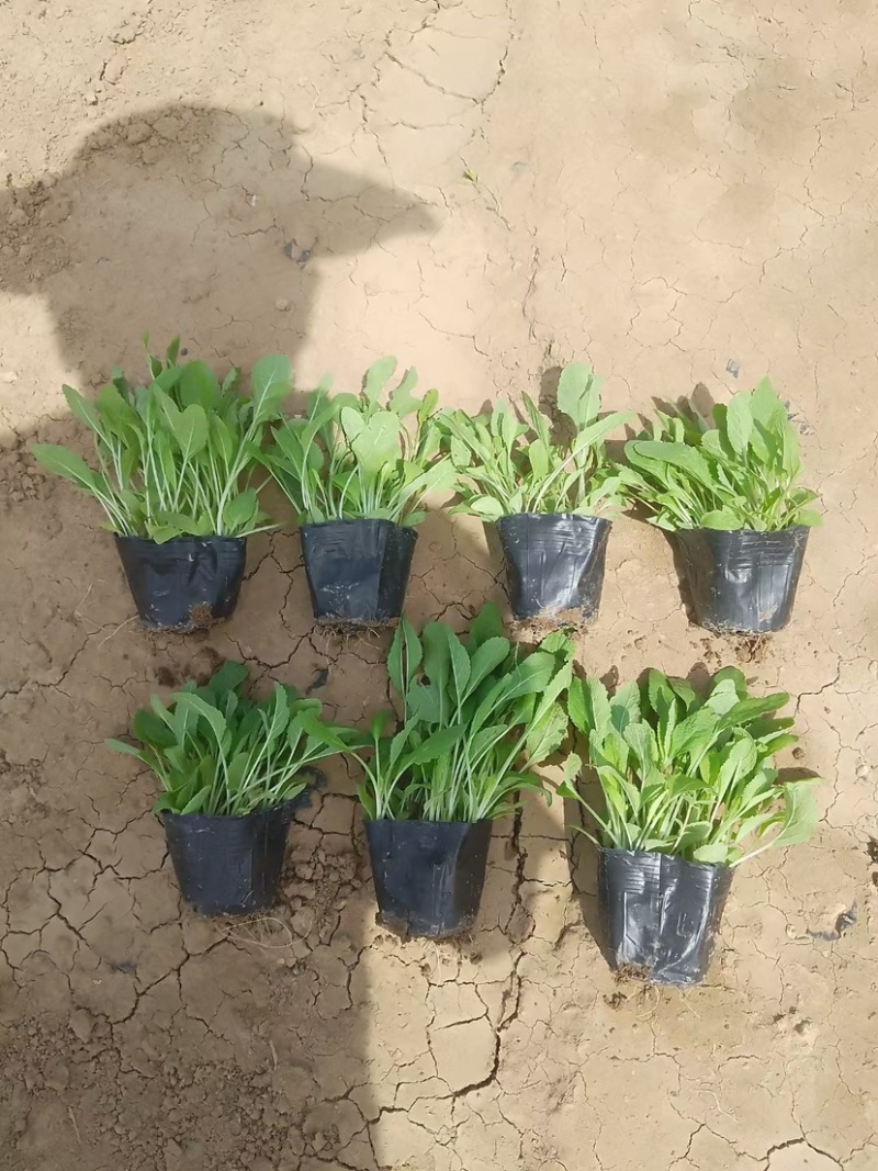 草花鼠尾草地被鼠尾草墨西哥鼠尾草种苗