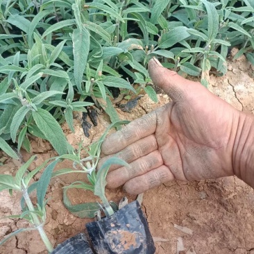 草花鼠尾草地被鼠尾草墨西哥鼠尾草种苗