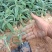草花鼠尾草地被鼠尾草墨西哥鼠尾草种苗