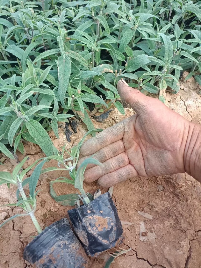 草花鼠尾草地被鼠尾草墨西哥鼠尾草种苗