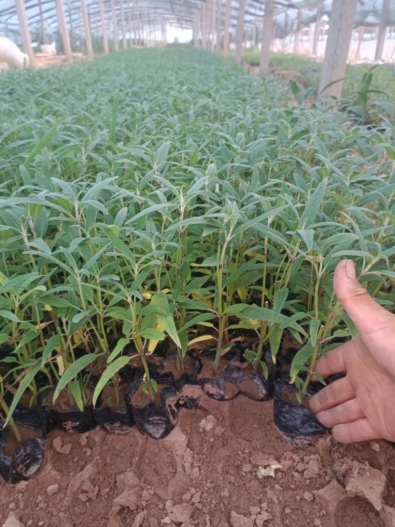 草花鼠尾草地被鼠尾草墨西哥鼠尾草种苗