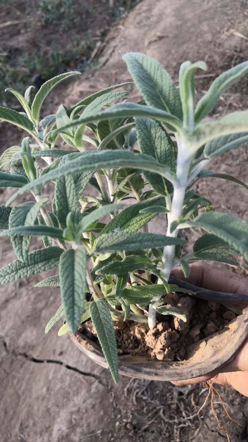 草花鼠尾草地被鼠尾草墨西哥鼠尾草种苗