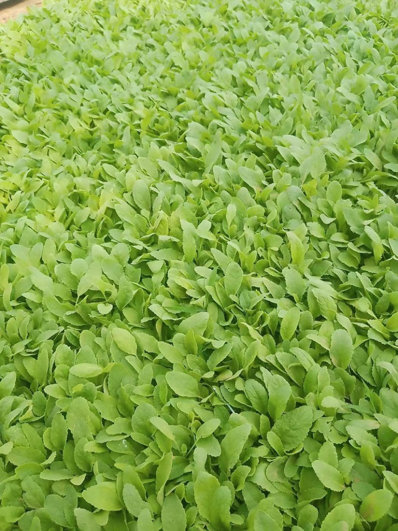 草花鼠尾草地被鼠尾草墨西哥鼠尾草种苗