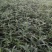 草花鼠尾草地被鼠尾草墨西哥鼠尾草种苗