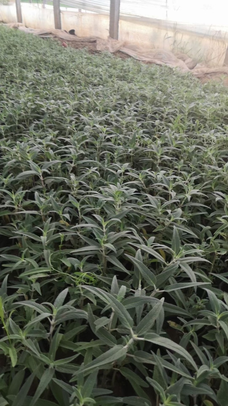 草花鼠尾草地被鼠尾草墨西哥鼠尾草种苗