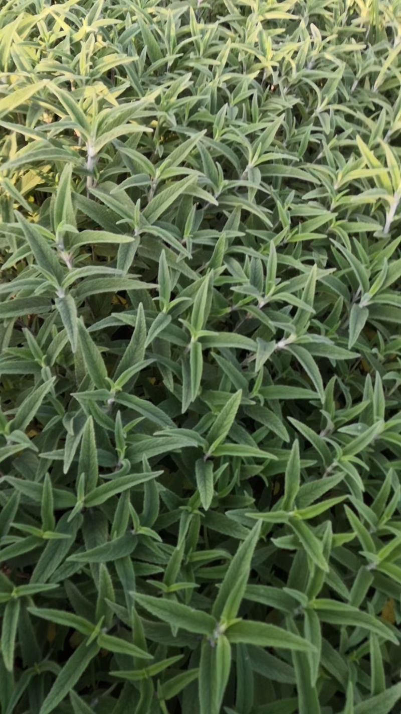 草花鼠尾草地被鼠尾草墨西哥鼠尾草种苗