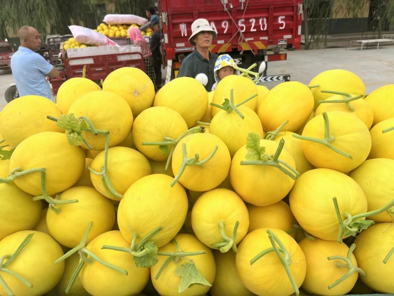 民勤密瓜，甘肃民勤金红宝，可承接批发市场电商