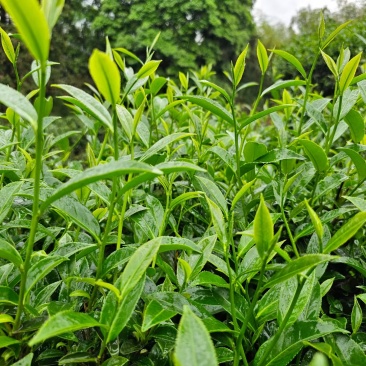 龙岩适中绿茶