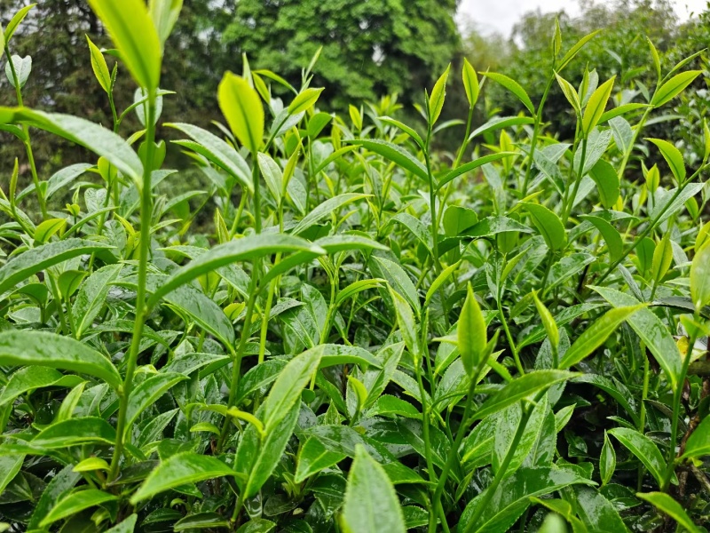 龙岩适中绿茶