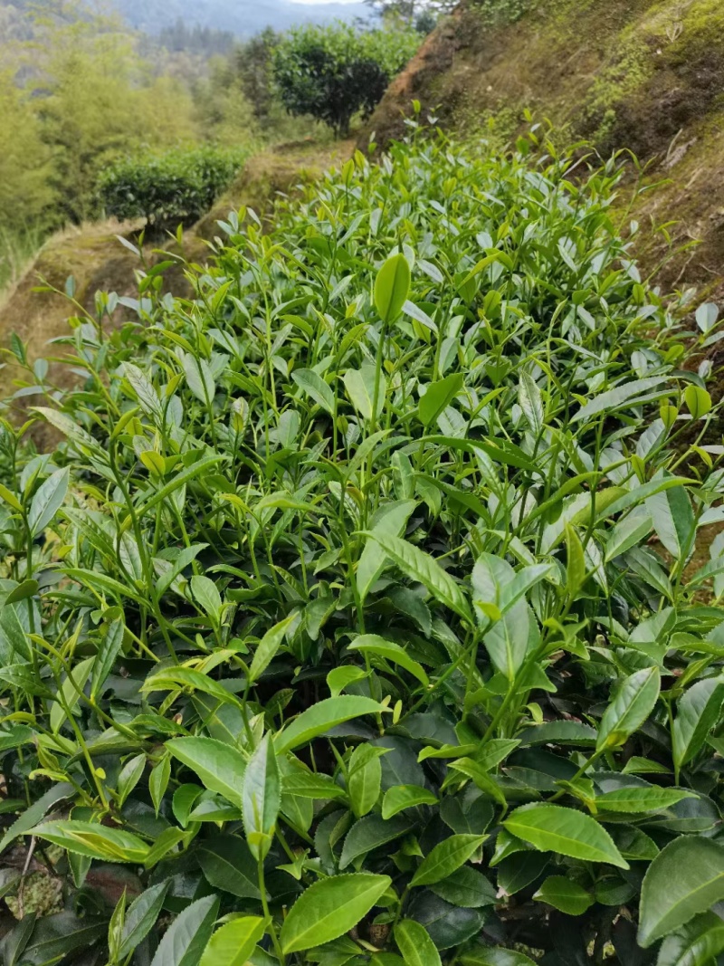 龙岩适中绿茶