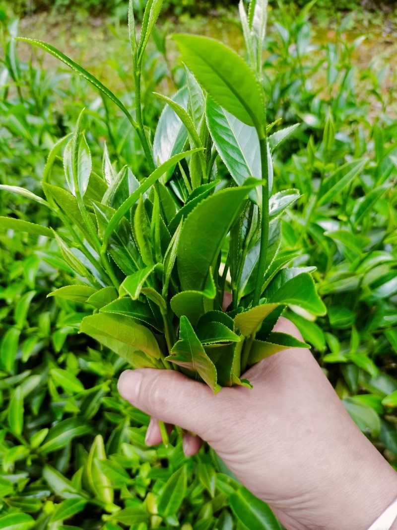 龙岩适中绿茶