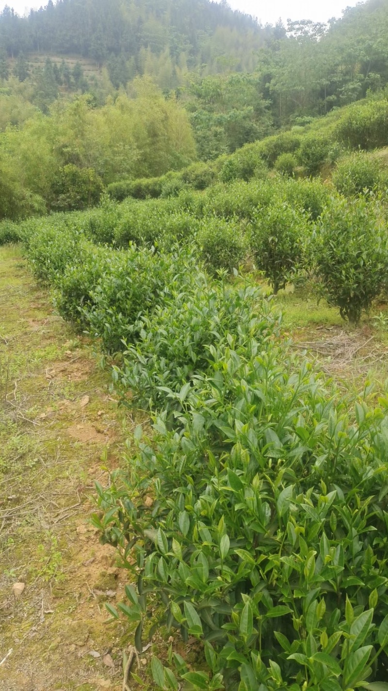龙岩适中绿茶